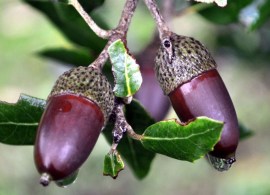 quercus-ilex-4 — kopiya (2)
